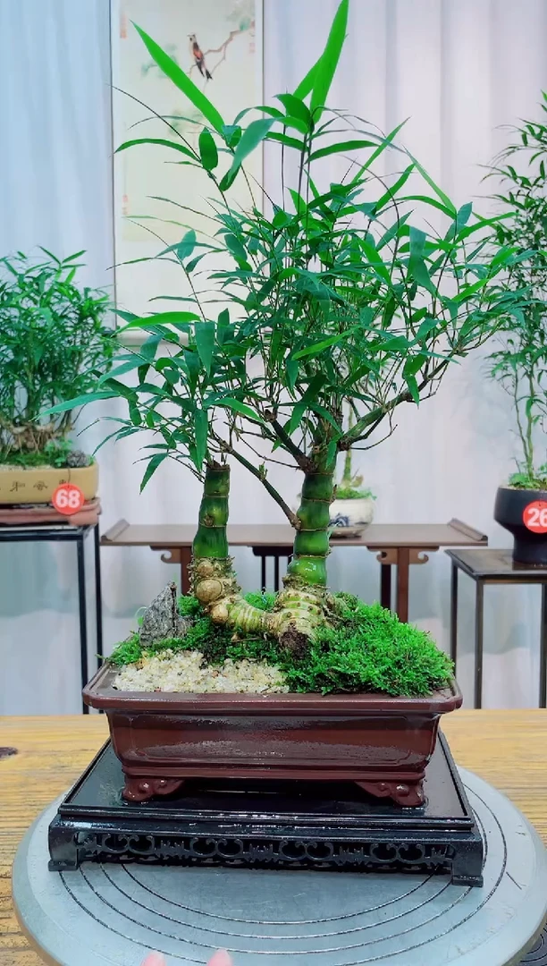 无花朵竹子盆景竹子盆景