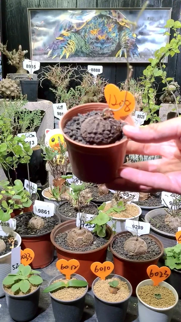 1208号1114福利墨西哥龟甲龙