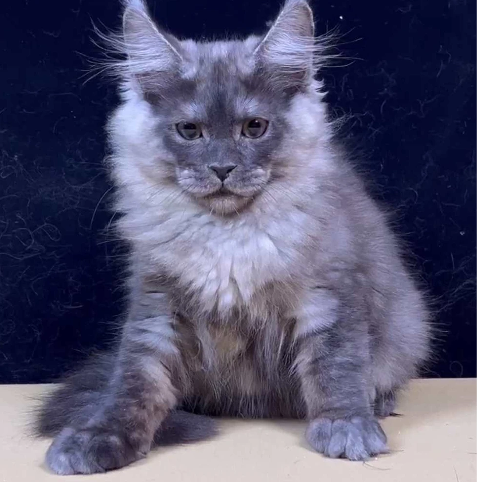 缅因猫幼猫活体猫咪