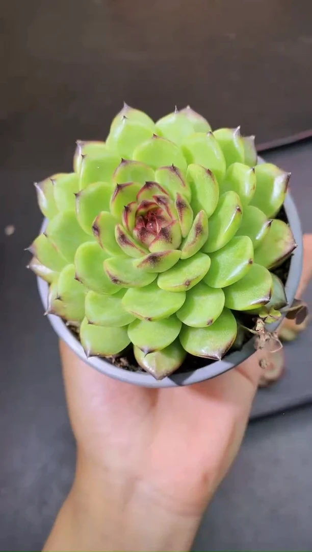 8121迷雾森林随机发一颗量拍