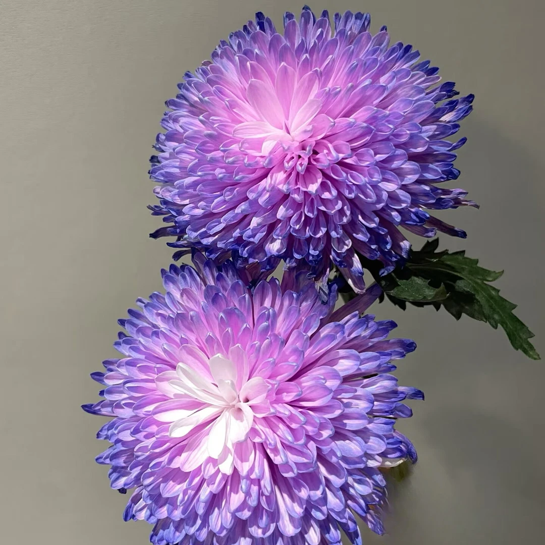 【云舍花卉】花努力【捞月】吸色大头菊全场任意满两单及以上鲜花包邮