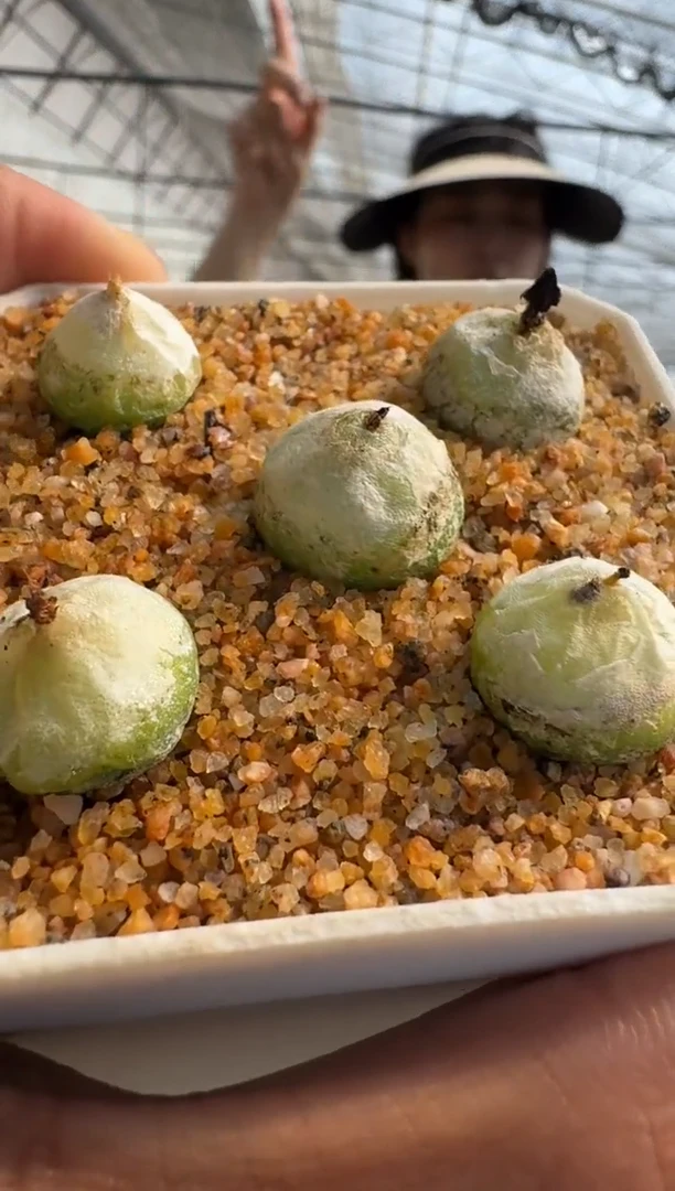 【闪购商品】8-21大哈默一颗