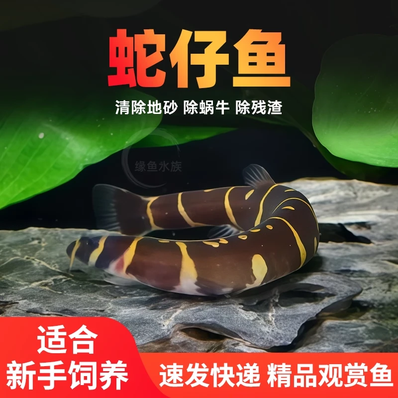 蛇仔鱼苦力泥鳅好养淡水鱼清道夫小型清理底沙残渣鱼屎杀手除藻鱼