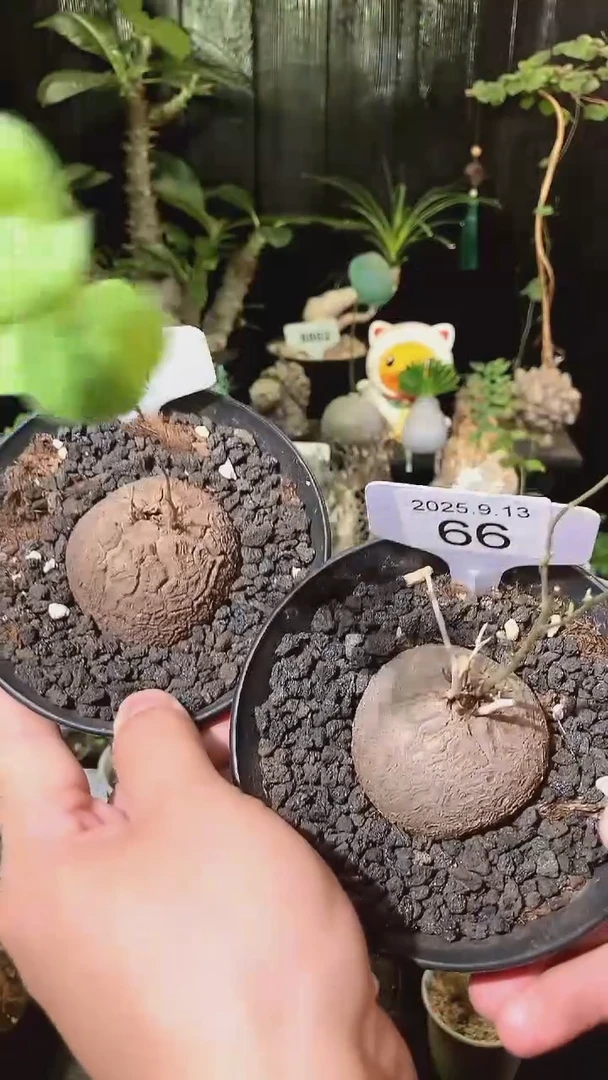 66号913福利南非龟甲龙买1个送1个