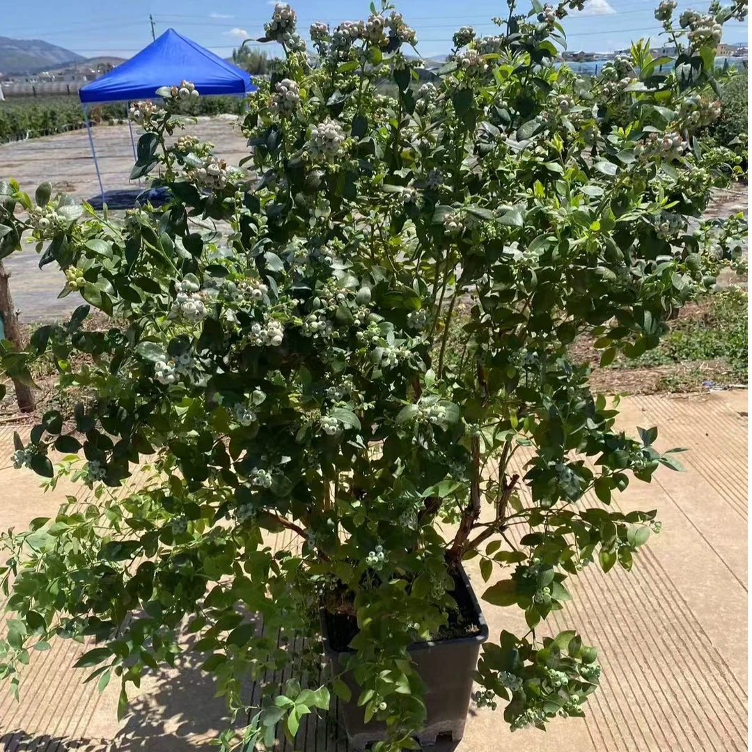 [一物一拍]比洛克西蓝莓阳台庭院盆栽地栽均可种植