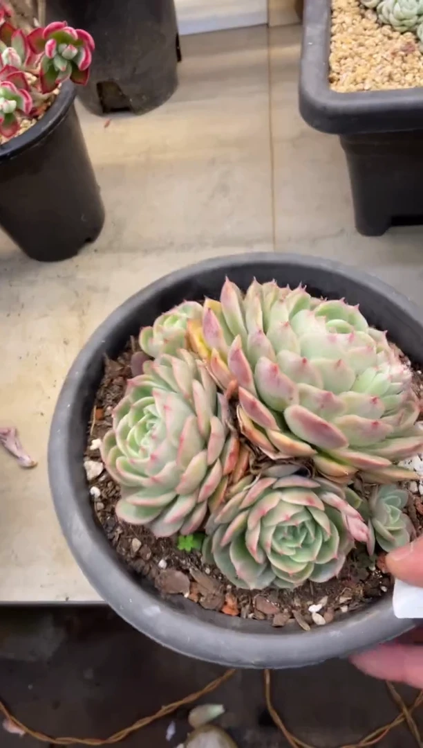 【闪购商品】1-229昂丝诺