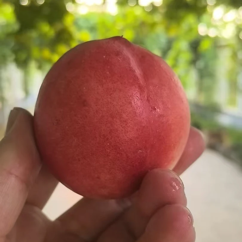 天津本地离合油桃天津市