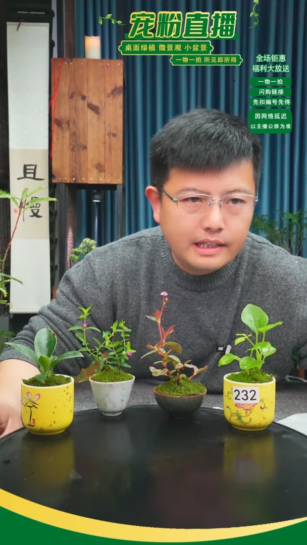 无花朵晚**婉苔藓微景观232号