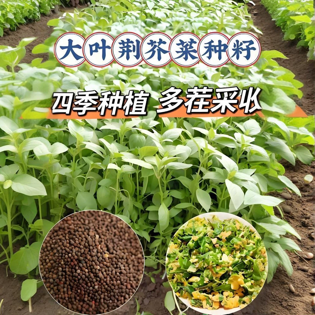 【3包】荆芥种子河南特色荆芥种子四季阳台盆栽庭院蔬菜种子夏季