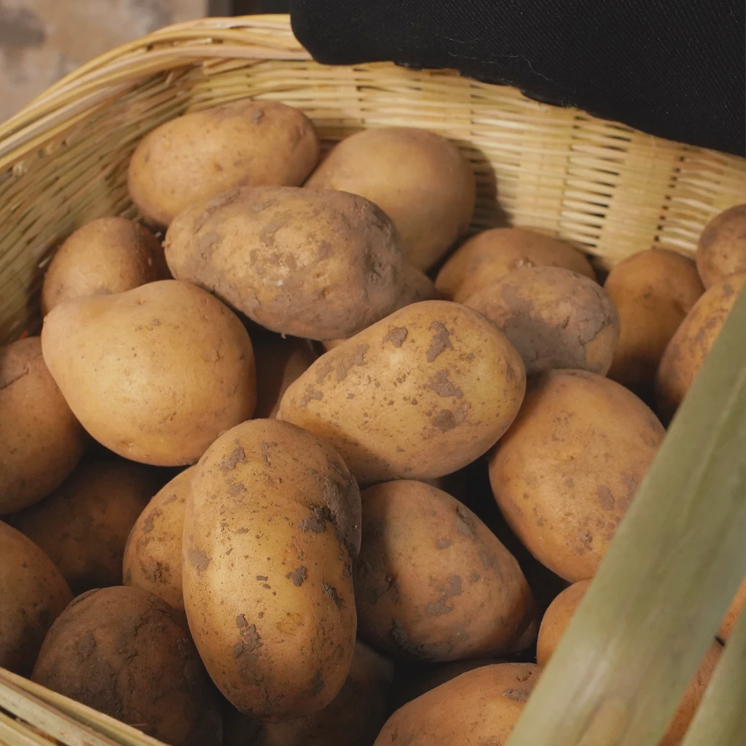 黄四姐恩施农家自种高山农产品老品种马尔科黄心香甜小土豆5斤