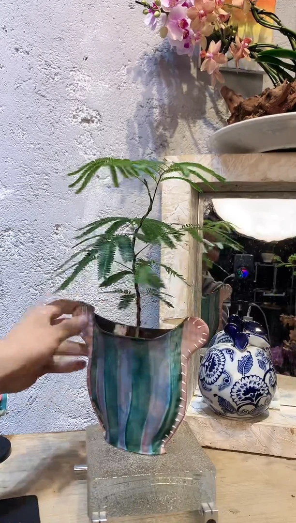 大部分花苞少量开放214蝴蝶兰一物一拍