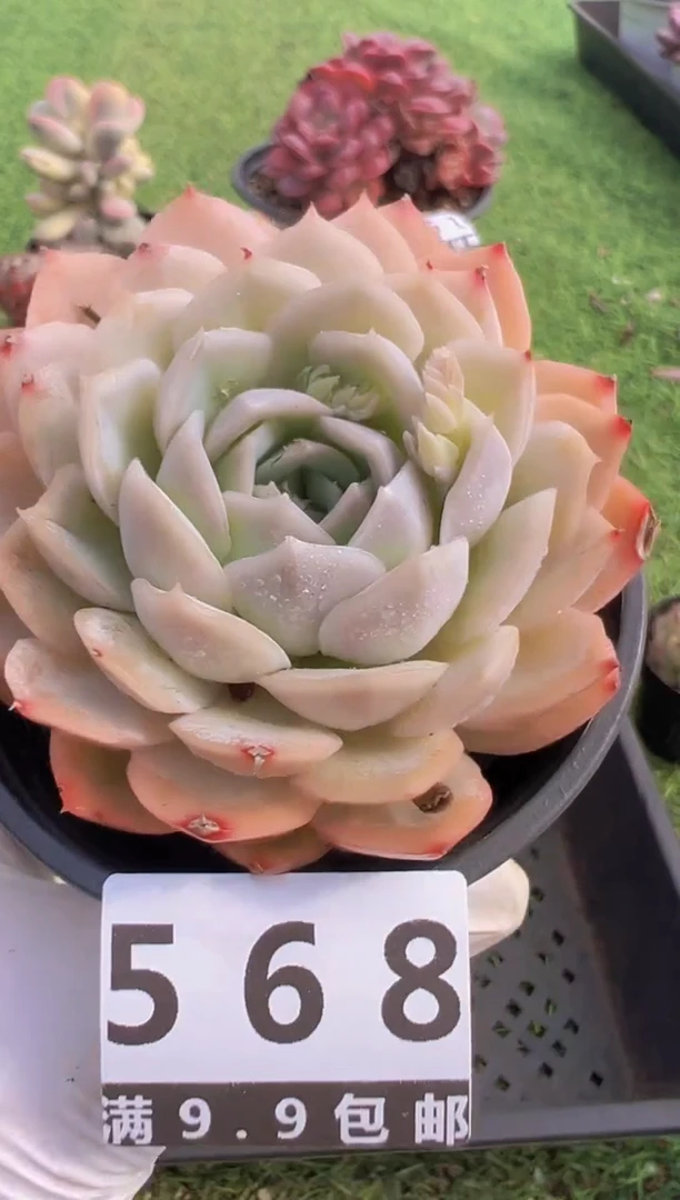 【闪购商品】信福多肉一物一拍