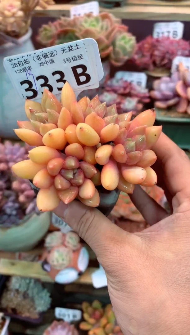 333B（一物一拍，精品多肉，w所见即所得 ）