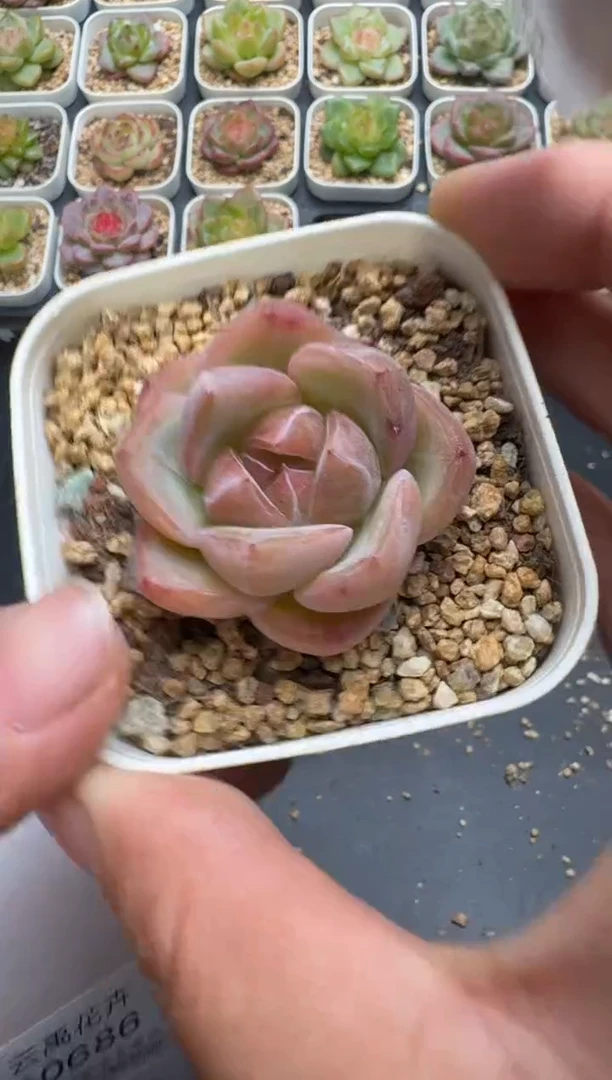685E云禹多肉植物 带盆土纸巾打包 3颗包邮