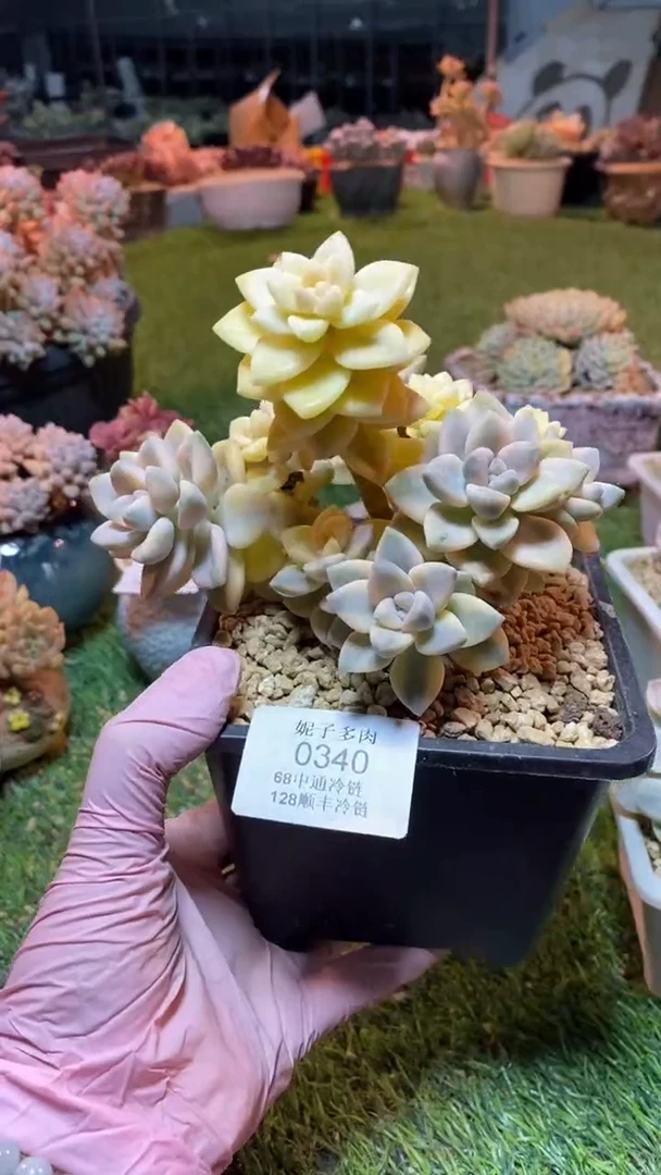 0340（满28包邮发货）