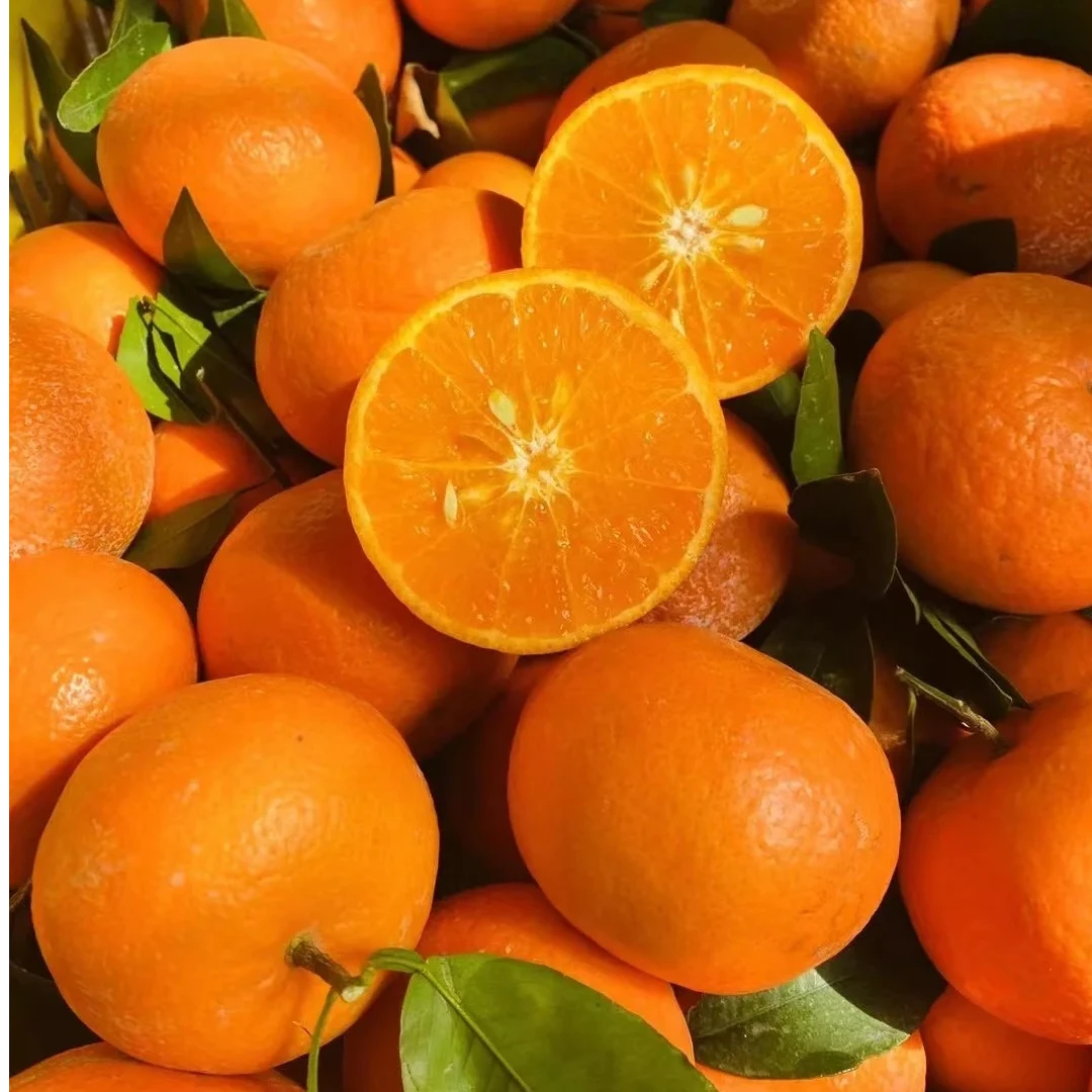 【带盆发货】沃柑果苗