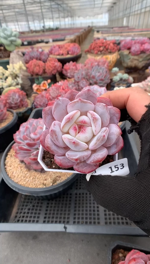 153雪天使一物一拍