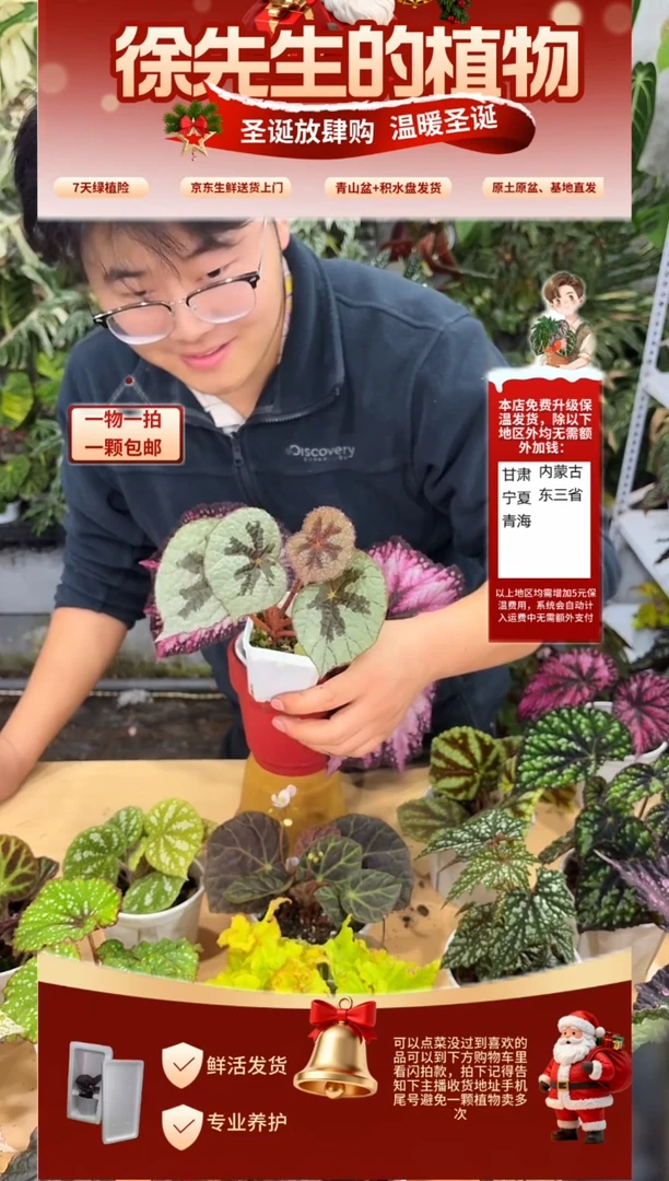 完全开放银甲秋海棠