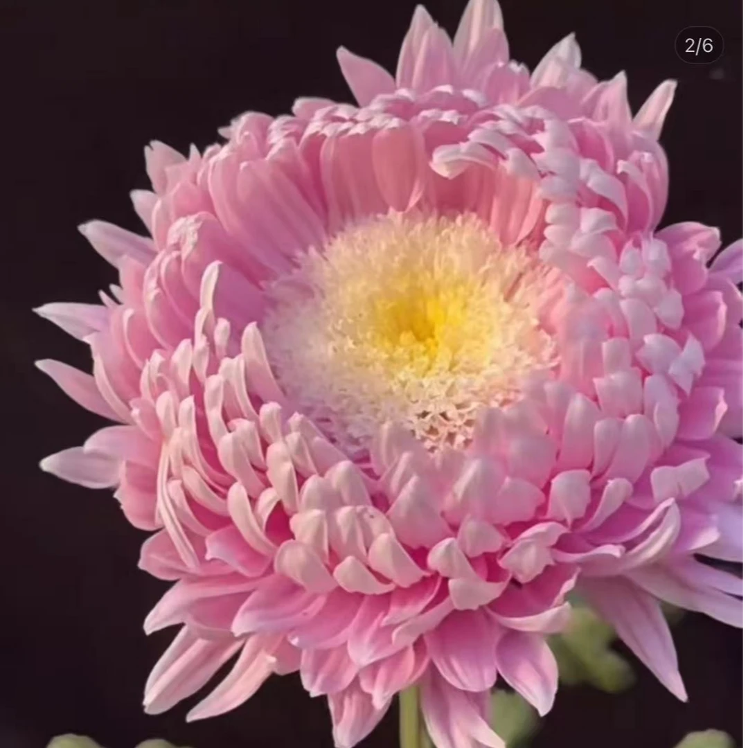 【宝莲灯】菊花盆栽带花苞发货大花特色花卉绿植