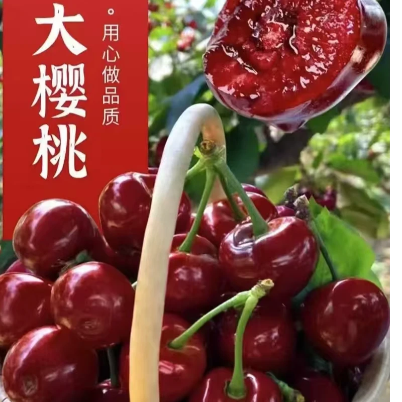 天津本地美早樱桃 新鲜采摘带箱子2斤京东或顺丰包邮