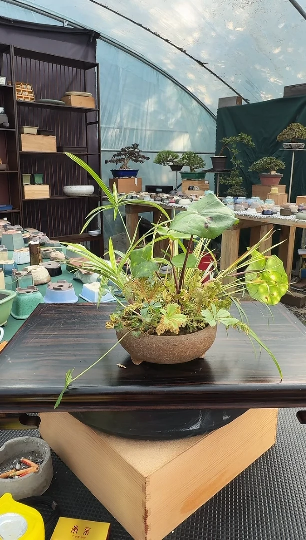 今****室山野草盆景闪购定向链接