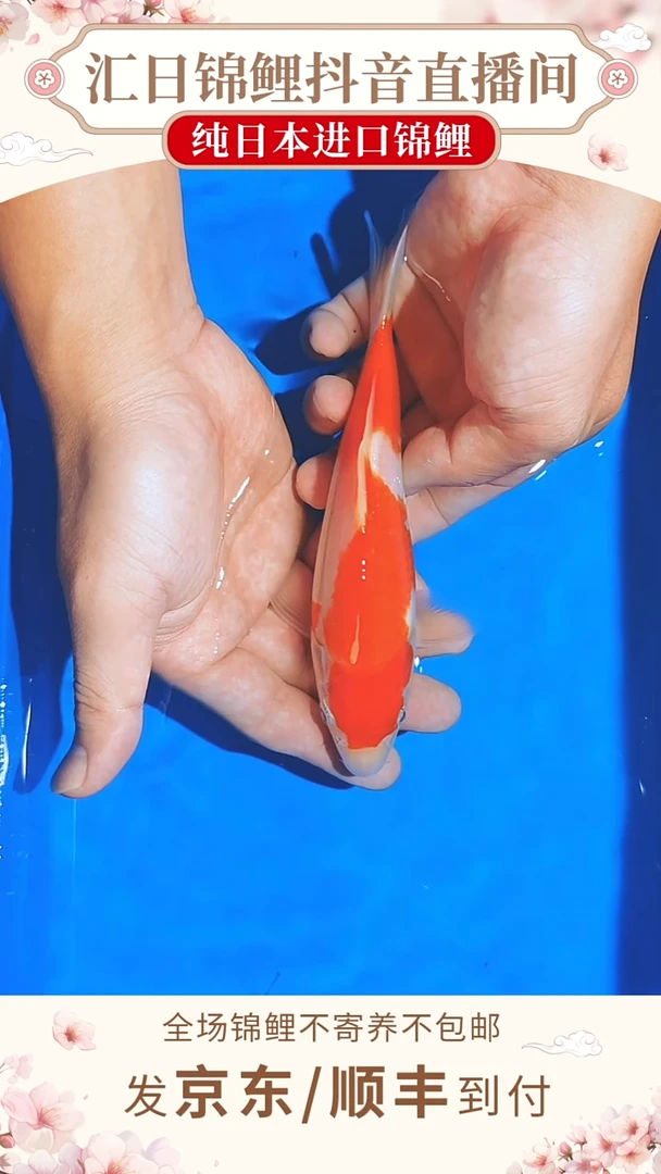 锦鲤浦川红白/大正--A01 （京东/顺丰到付）