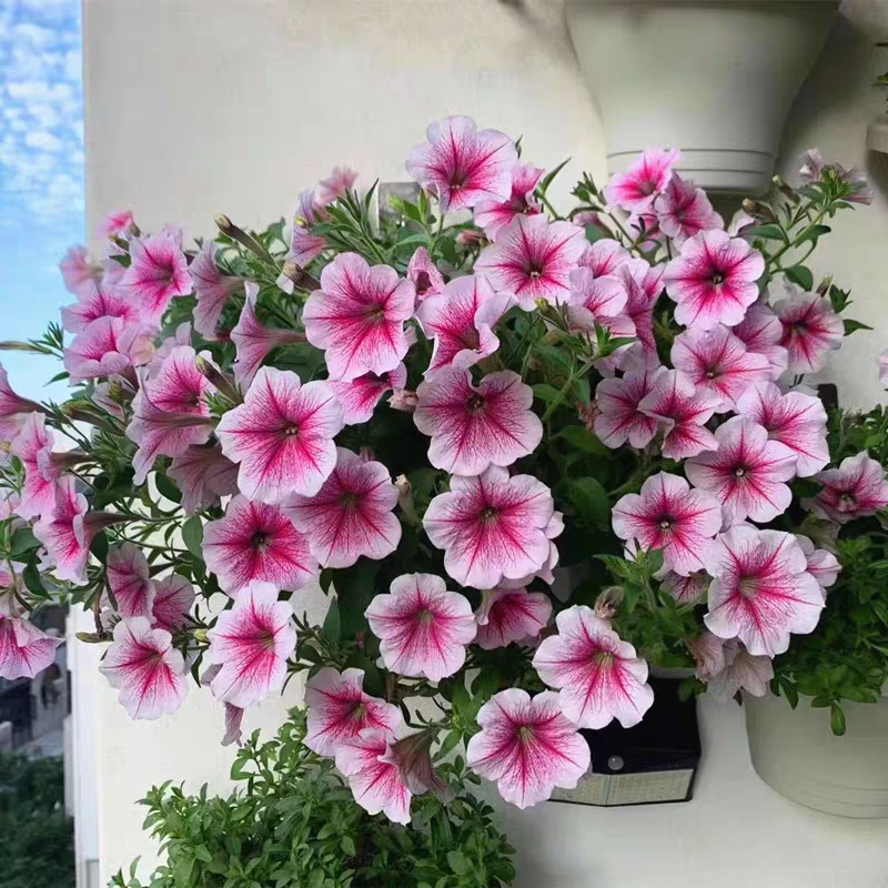 重瓣矮牵牛盆栽花苗垂钓牵牛喇叭花四季开带花苞阳台庭院植物好养