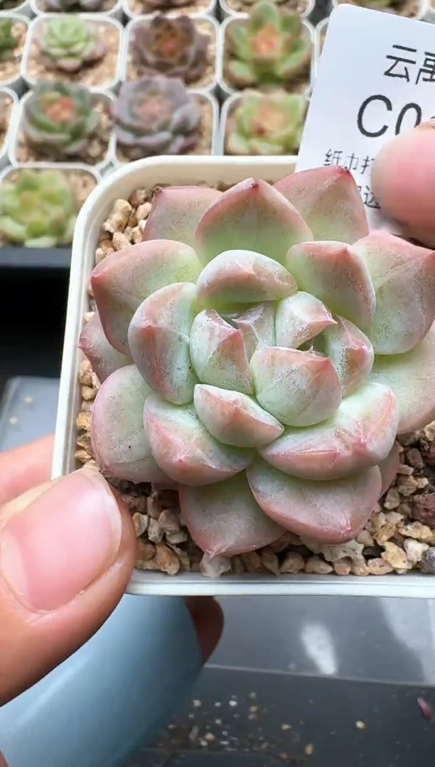 160C云禹多肉植物 带盆土纸巾打包 3颗包邮