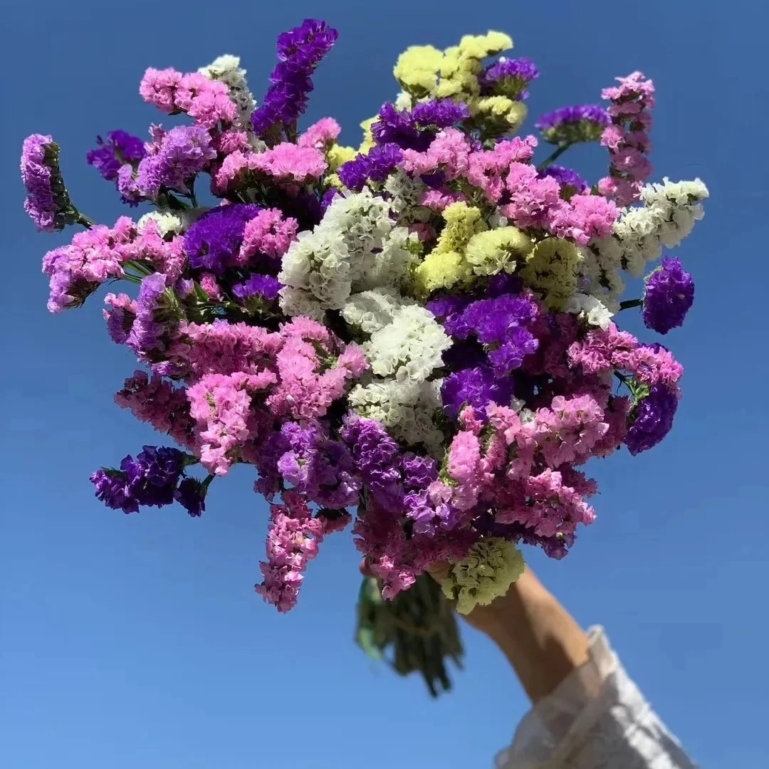 【花枝道】【勿忘我鲜切花900g一份】可做干花哦