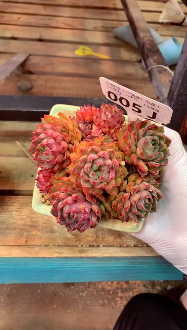 005J（一物一拍，精品多肉，w所见即所得 ）