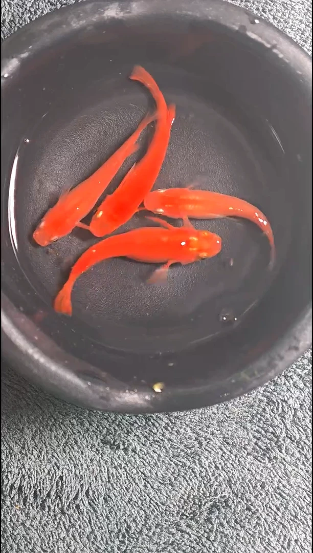 青鳉鱼观背青鳉11