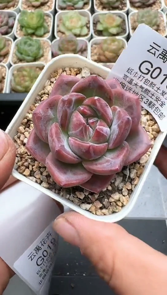 018G云禹多肉植物 默认脱土纸巾打包 3颗包邮