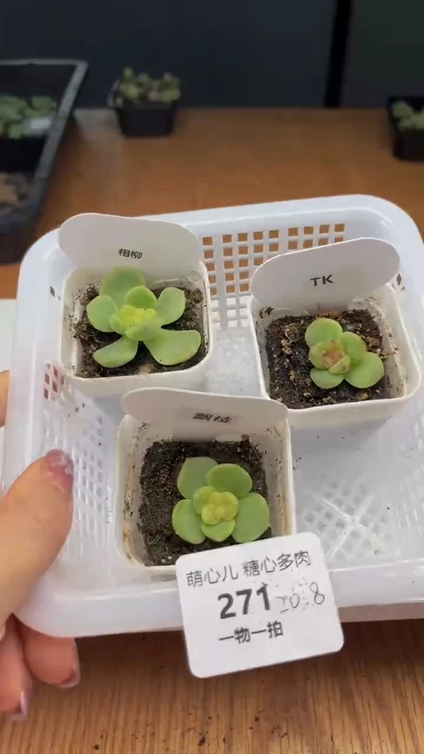 271多肉植物多肉植物