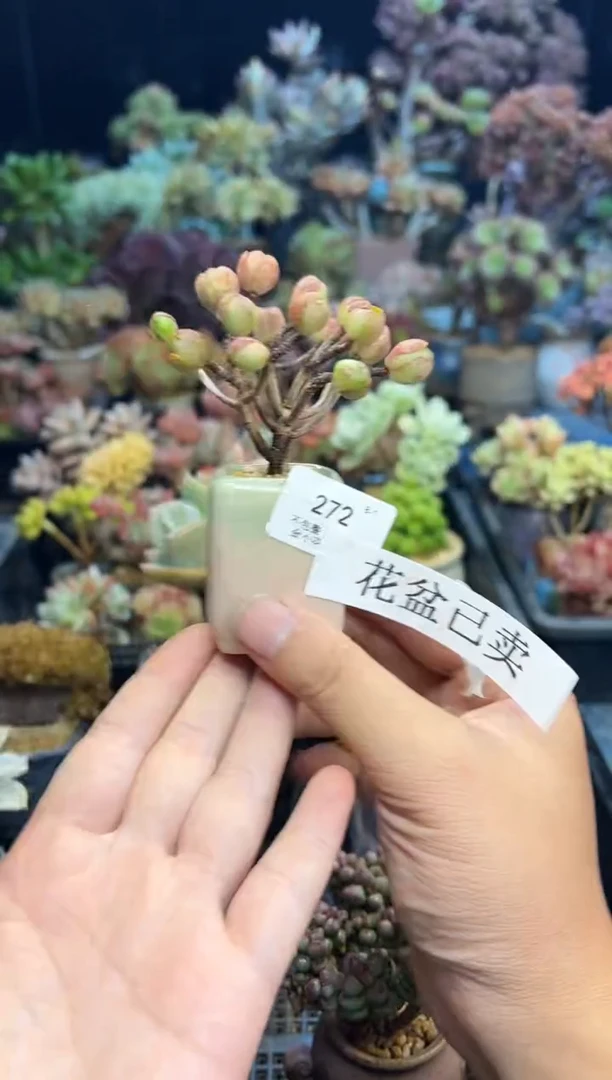 贼**!272          带盆