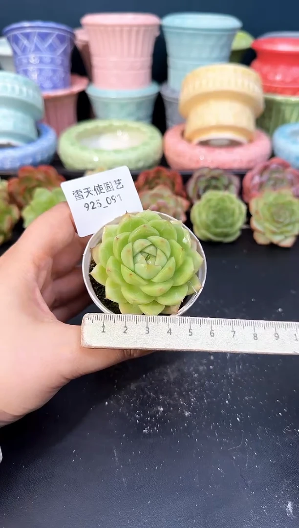 925-091青山（冠幅5cm）