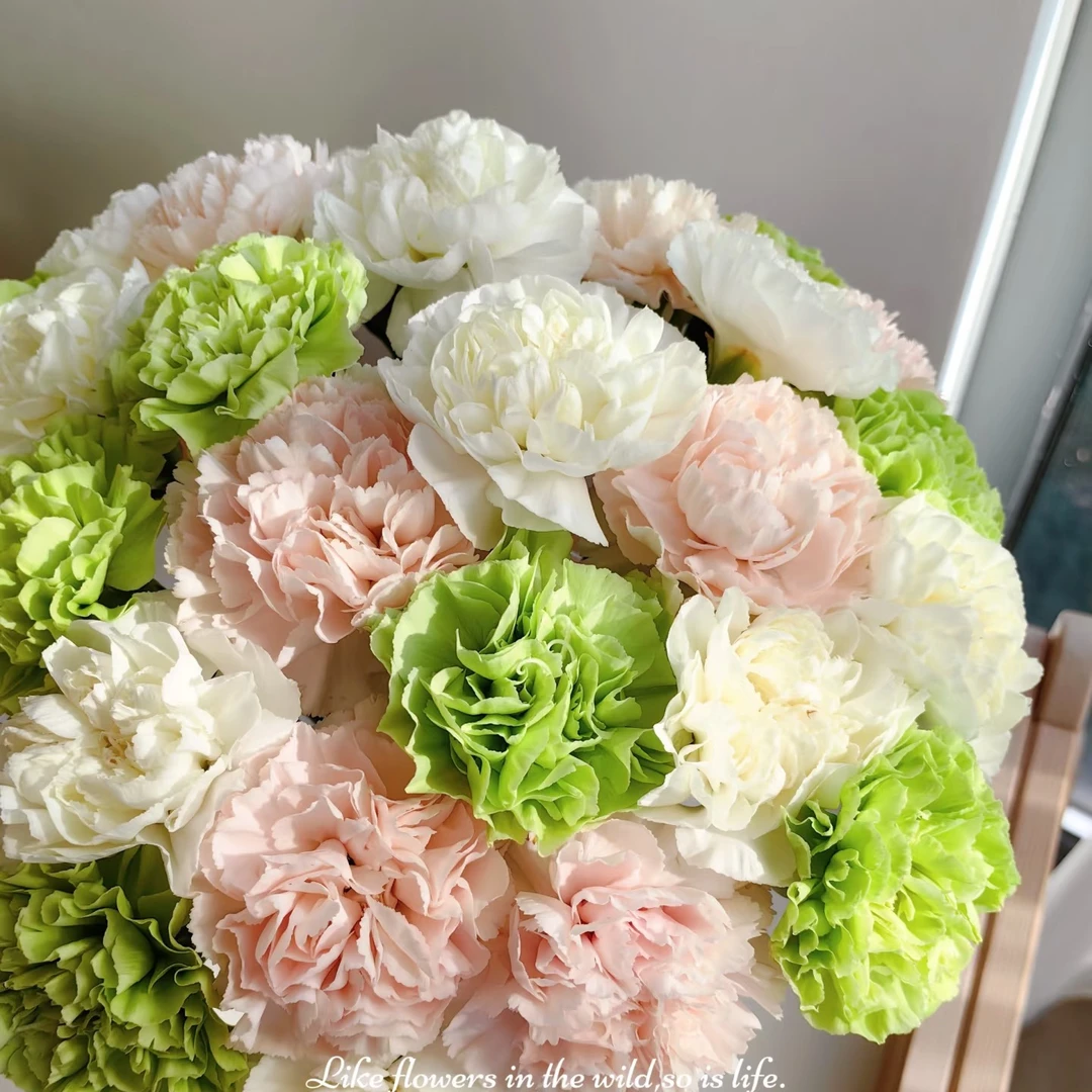 双拼色康乃馨云南基地直发