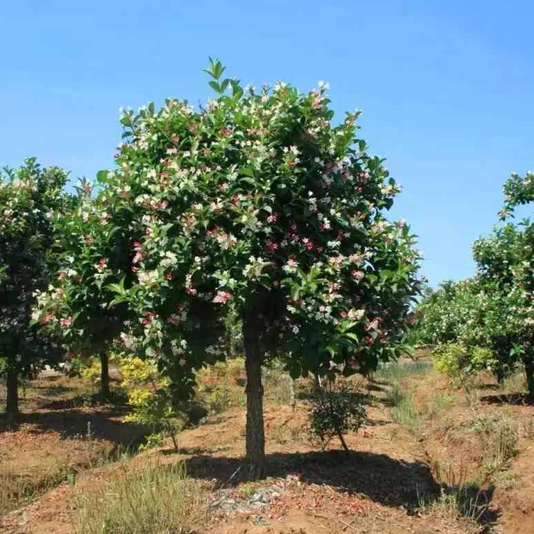 【五彩锦带】四季开花驱蚊虫庭院树苗红锦带阳台盆栽耐寒热状元树