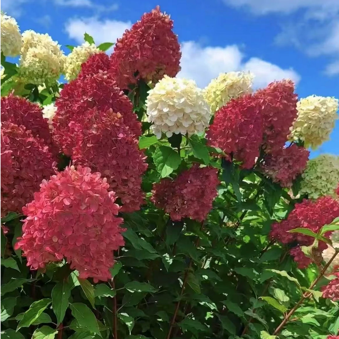 【红宝石灯塔】2加仑 丛生圆锥绣球花苞发货露天苗原盆原土基地直发
