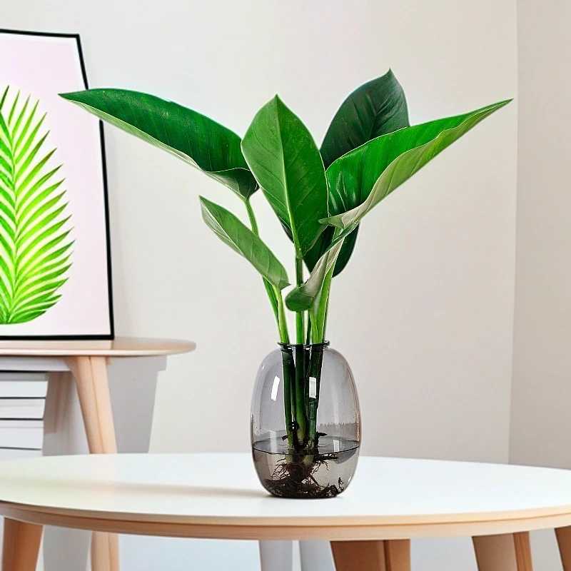 水培大叶金钻室内办公室桌面净化空气美观盆栽带盆水培好养