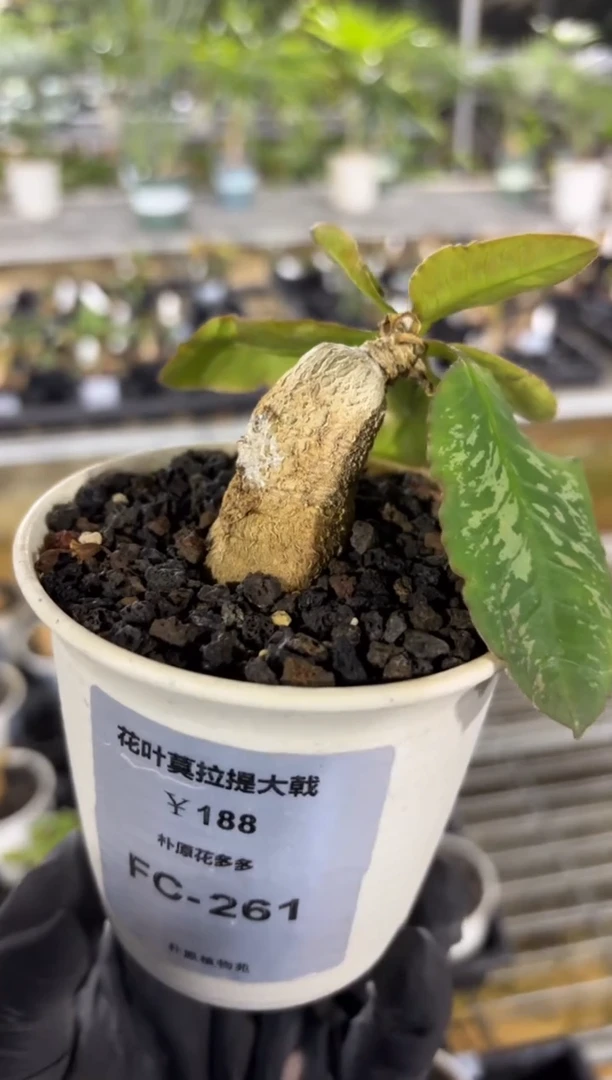 花叶莫拉提大戟FC-261