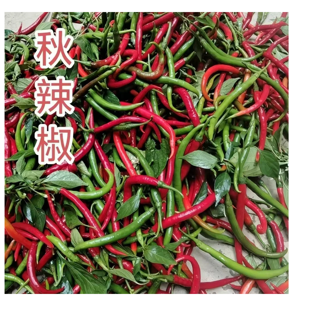 新鲜青红辣椒青红混装农家自种