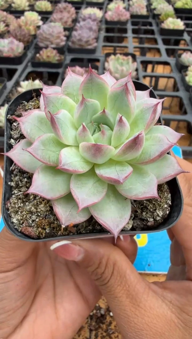 东云多肉园二店-307