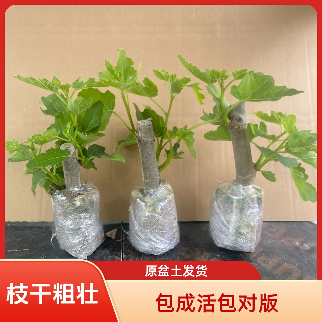 无花果树苗波姬红无花果苗带土带叶带杯当年结果盆栽地栽南北方种