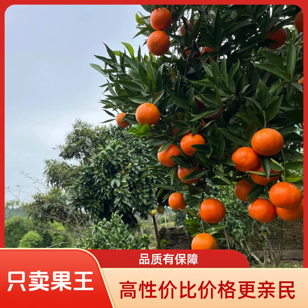 【京东顺丰包邮】广西砂糖橘纯甜皮薄砂糖桔广西壮族自治区