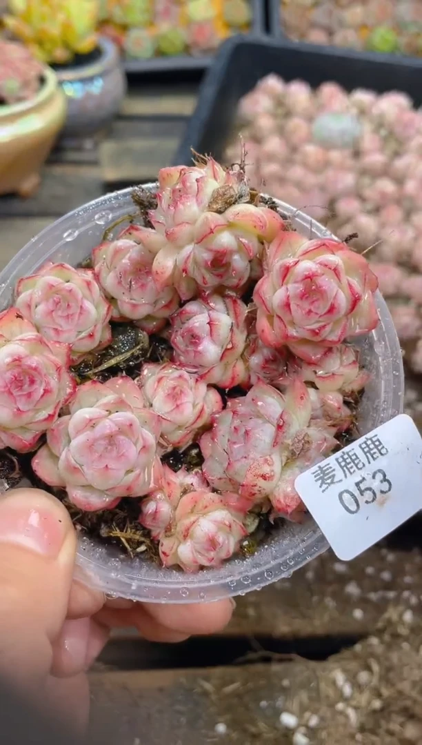 053胭脂女王      量拍