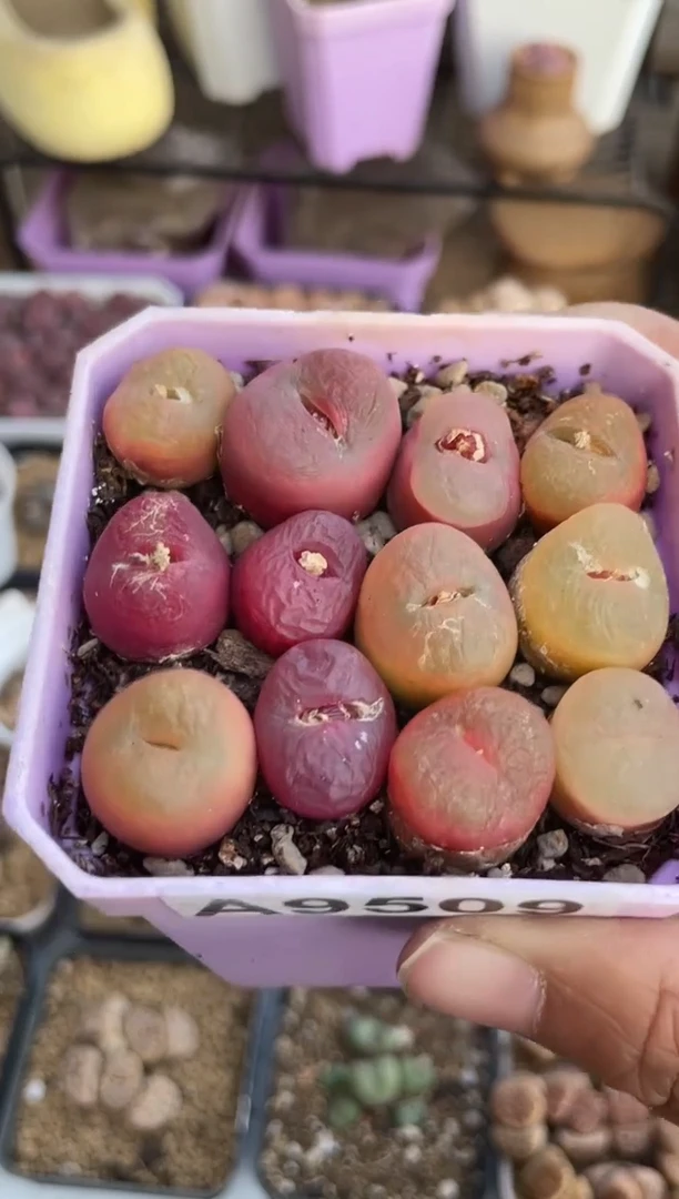 【闪购商品】9509直播一物一拍