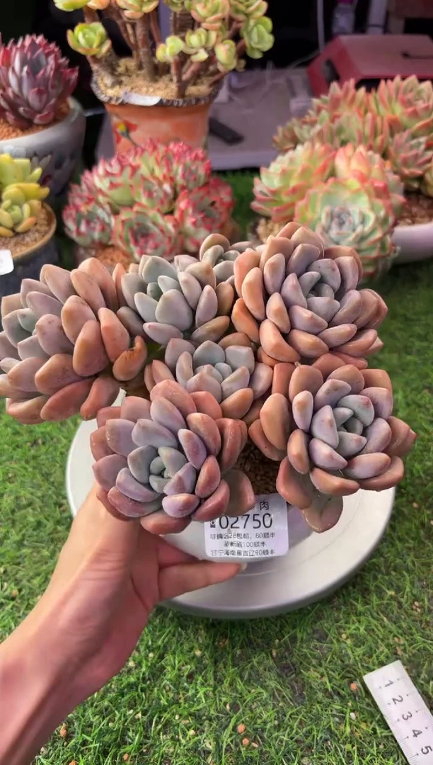 昆明印象多肉02750