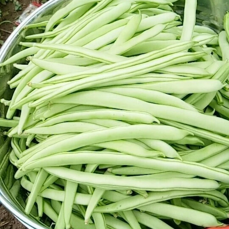 四季豆小金豆新鲜四季豆绿色纯天然新鲜现摘蔬菜