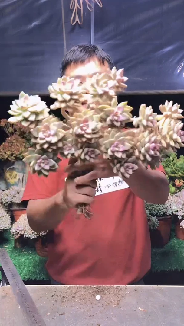 245淡雪缀化一物一拍