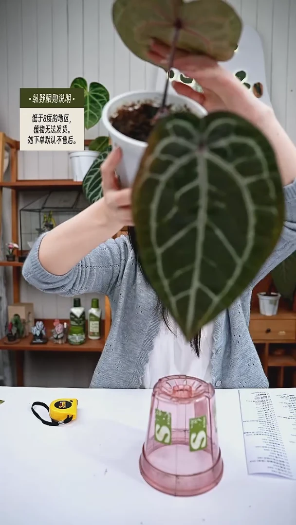 完全开放y100红水晶杂